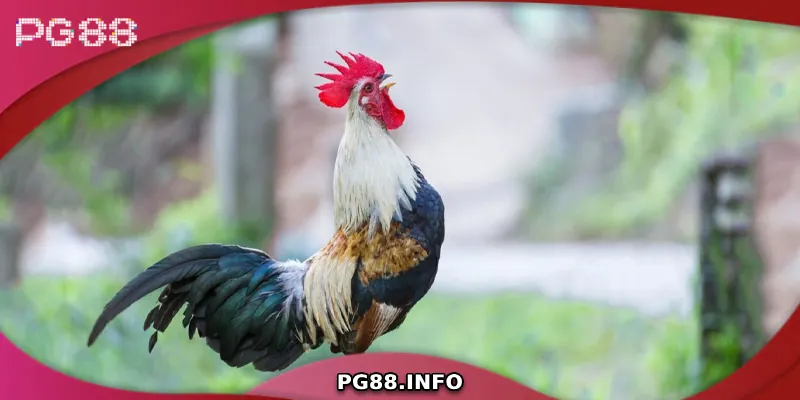 Bí quyết chọn gà tre hay