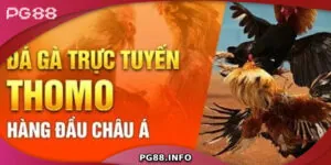 Đá Gà Thomo - Sân Chơi Đẳng Cấp Dành Cho Dân Đam Mê Đá Gà