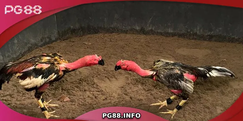 Giới thiệu về đá gà đòn