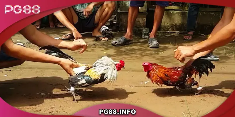 Hướng dẫn cách chăm sóc gà tre