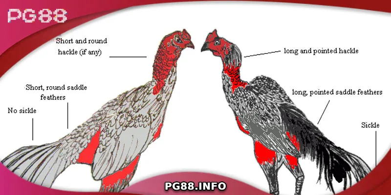 Những bí quyết chọn gà đòn hay