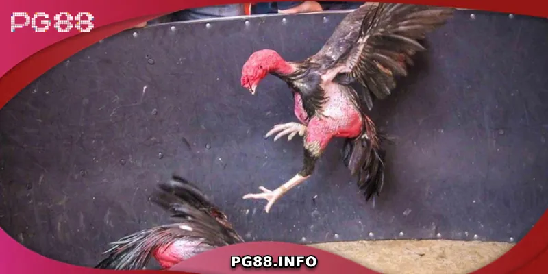 Những điều cần biết về đá gà chọi C1